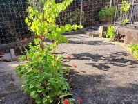 Купить коттедж в Утехе, Черногория 50м2, участок 369м2 цена 80 000€ у моря ID: 131109 4