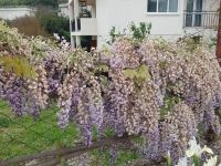 Вилла в г. Бар (Черногория) - 180 м2, ID:131184