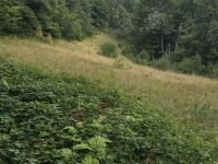 Участок в г. Колашин (Черногория) - 26000 м2, ID:131188