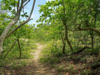 Parcel in Cabarete (Dominican Republic) - 2000 m2, ID:131255