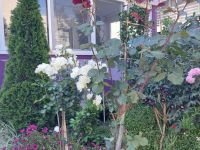 Купить коттедж в Баре, Черногория 200м2, участок 200м2 цена 265 000€ ID: 131390 2