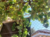 Купить коттедж в Сутоморе, Черногория 50м2, участок 160м2 недорого цена 70 000€ ID: 131610 10