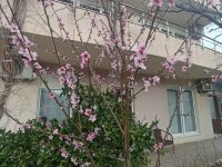Купить гостиницу в Будве, Черногория 537м2 цена 1 800 000€ у моря коммерческая недвижимость ID: 131784 9